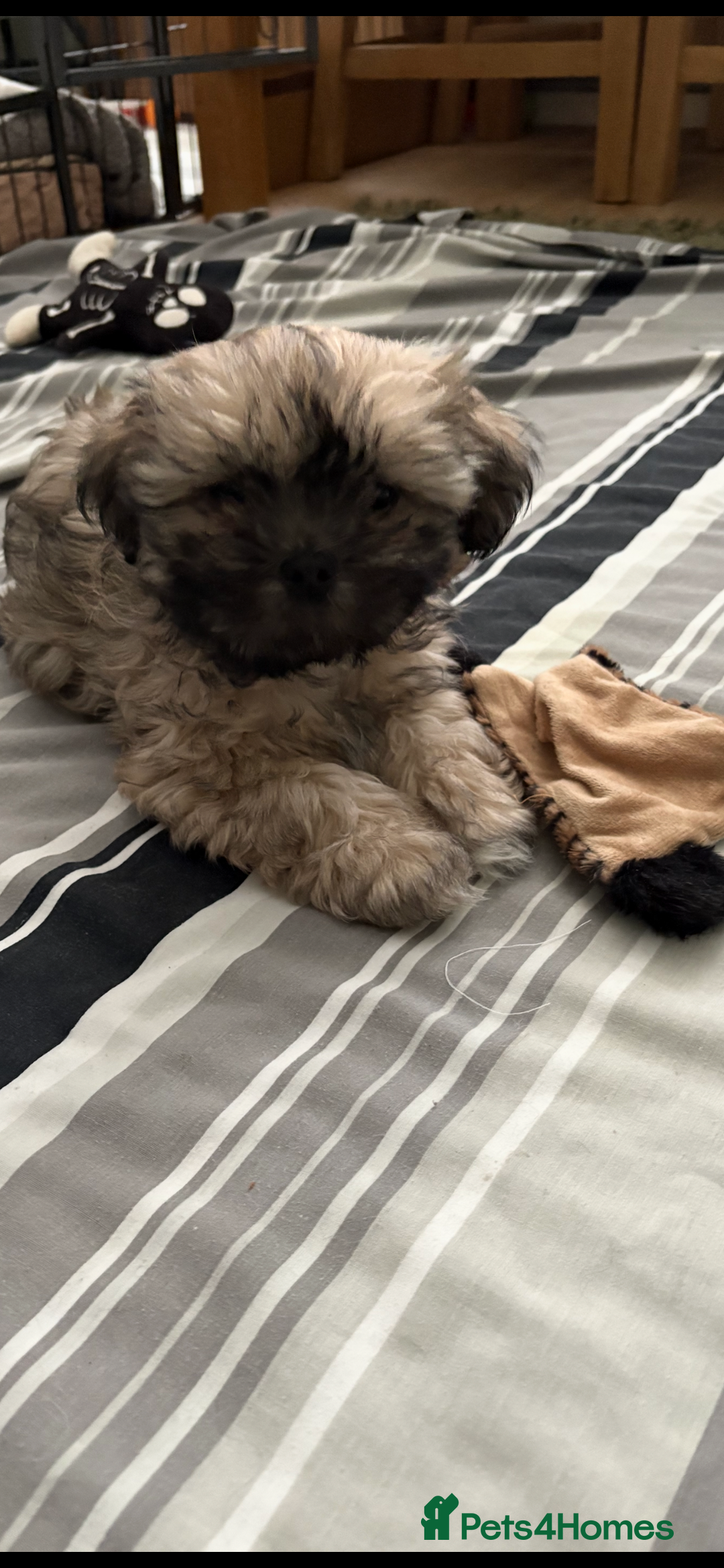 Shih Tzu dogs for sale: ShihTzu Puppy - Advert 3