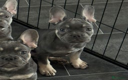 French Bulldog dogs for sale: LAST 2 REMAINING Beautiful French Bulldog Pups in Waltham Cross - Image 28
