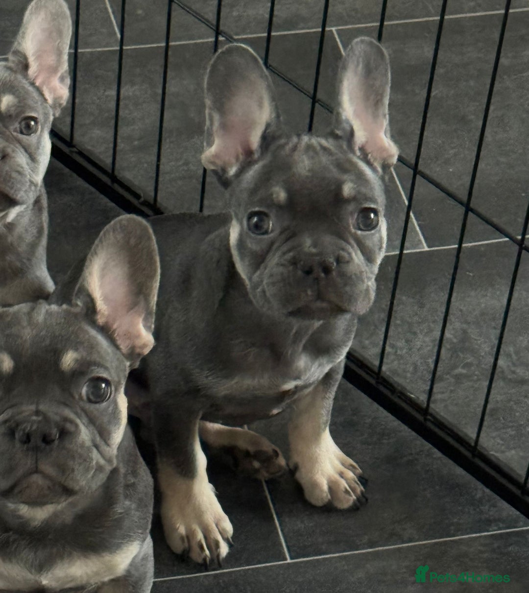 French Bulldog dogs for sale: LAST 2 REMAINING Beautiful French Bulldog Pups in Waltham Cross - Image 28