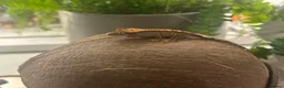 Mixed Breed reptiles for sale: various geckos! - Advert 30
