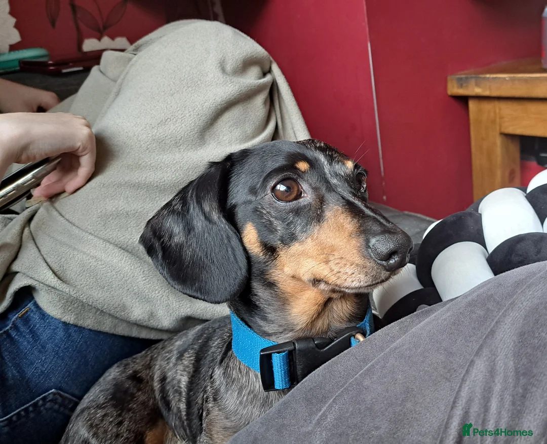 Miniature Dachshund dogs for stud: For stud only in Caerphilly - Advert 7