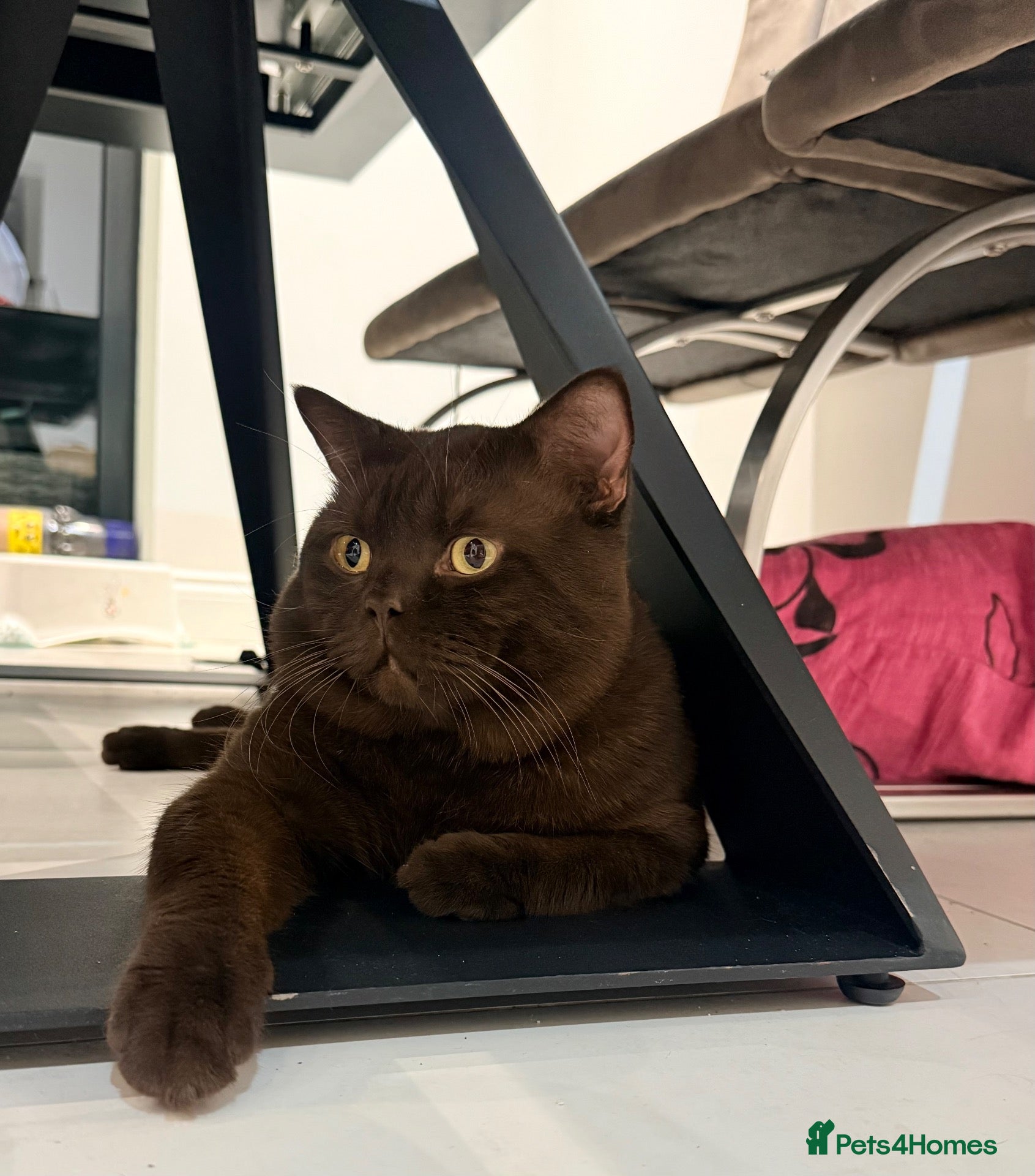 British Shorthair cats 🐾 Stud Cat Available for Mating 🐾 - Advert 1