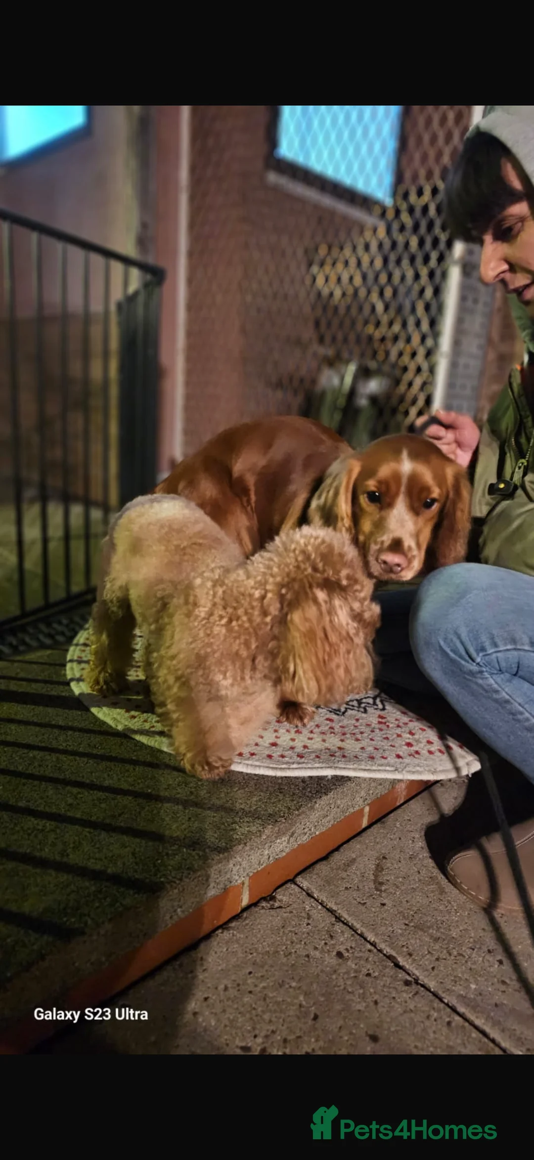 Cockapoo dogs for sale: F1 stunning cockerpoo puppies - Advert 32