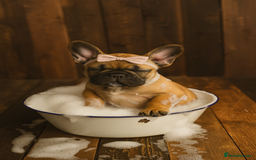 French Bulldog dogs for sale: Rare Sable Frenchie–Raised Right & Ready Now! 🍼🐾 in Preston - Image 1