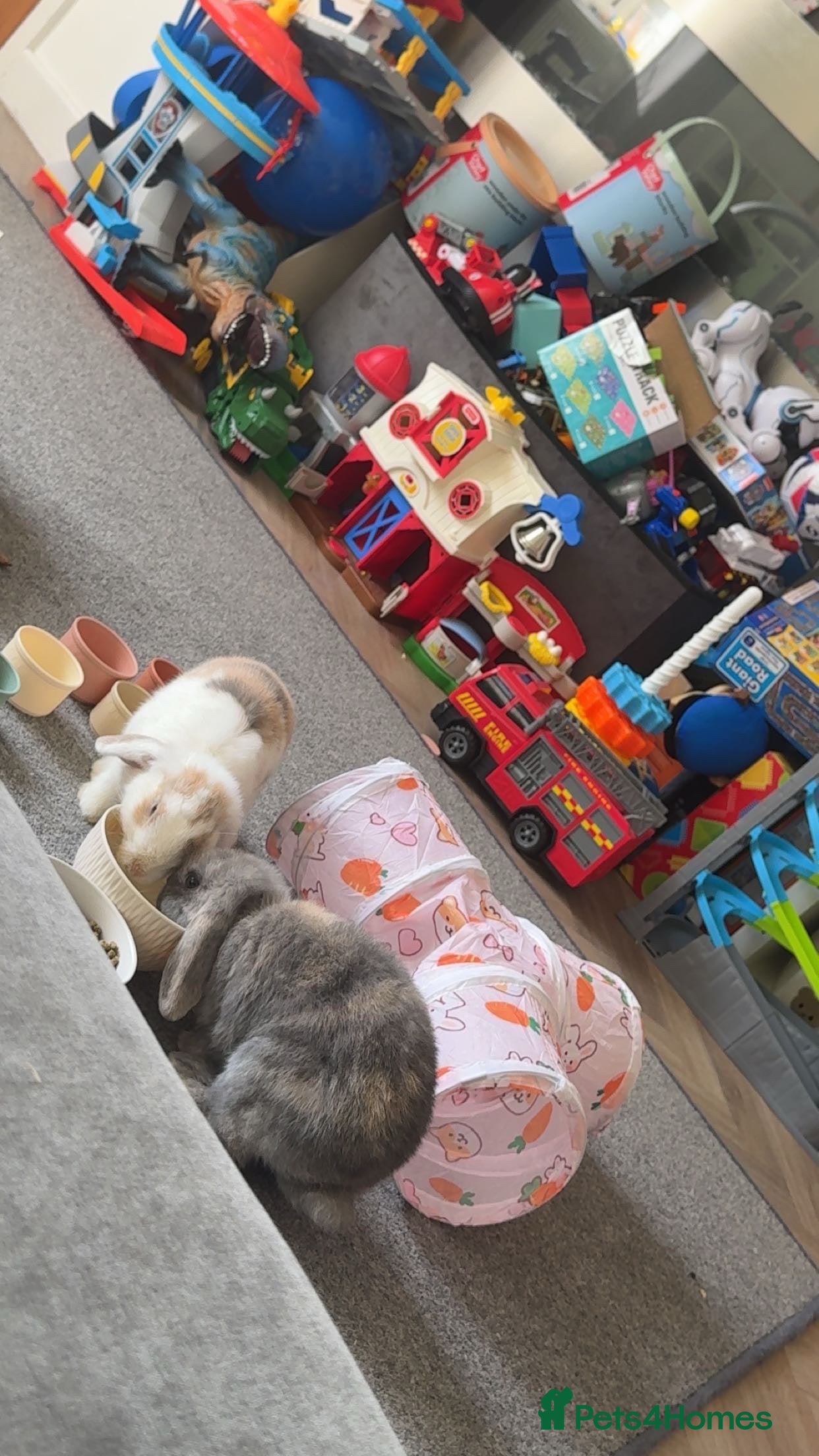 Mini Lop rabbits 2 female mini lop rabbits in Pontefract - Advert 1