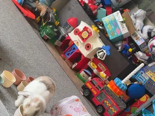 Mini Lop rabbits 2 female mini lop rabbits in Pontefract - Advert 1