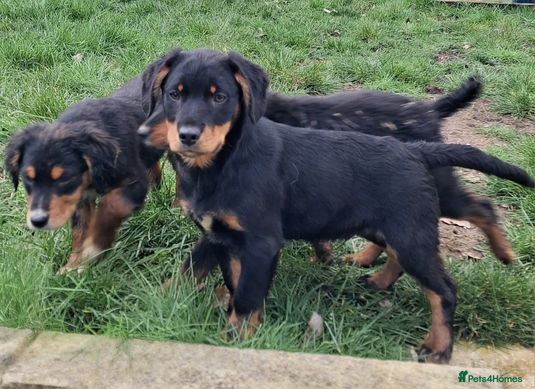 Mixed Breed dogs for sale: Puppies for sale  in Mansfield - Advert 6