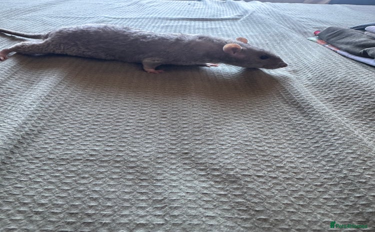 Rat rodents - Advert 1
