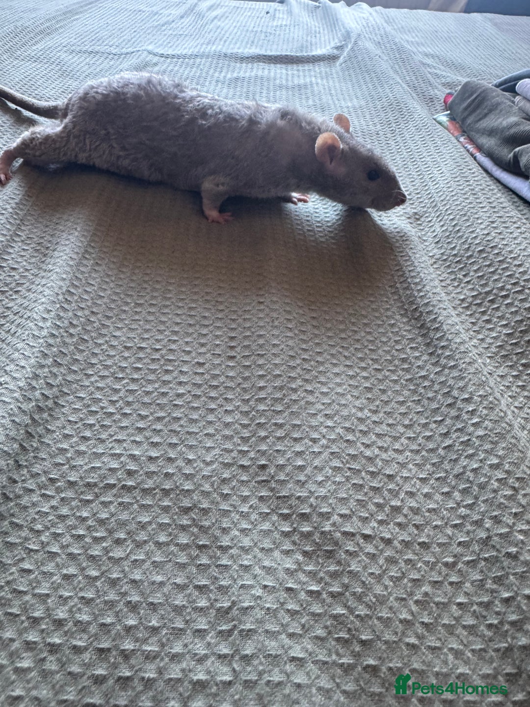 Rat rodents for sale: Rehoming my two boys - Image 1
