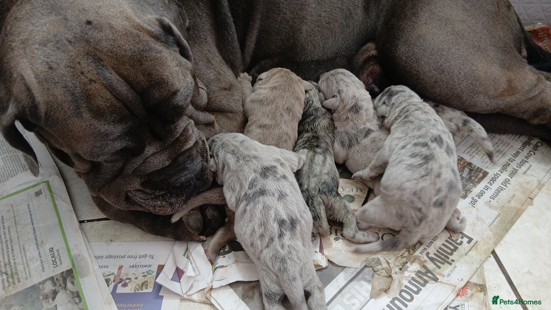 Mixed Breed dogs for sale: Beautiful Molesser Mastiff pups - Image 10