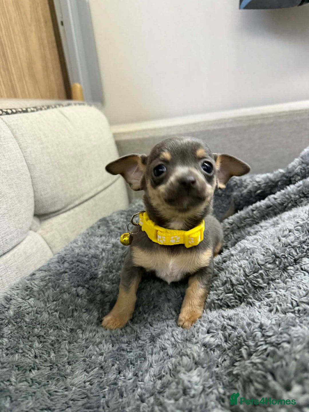 Chihuahua dogs for sale: CHIHUAHUA PUPPIES  - Advert 5