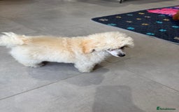 Toy Poodle dogs for sale:  KC Registered Toy Poodle stunning little boy💙 - Image 12