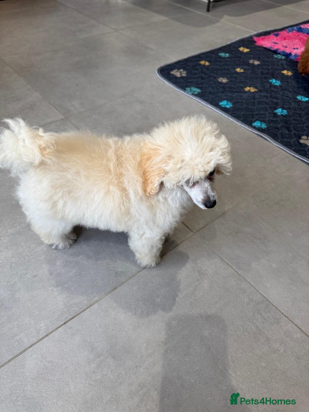 Toy Poodle dogs for sale:  KC Registered Toy Poodle stunning little boy💙 - Image 12