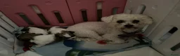Zuchon dogs for sale: Bichon frise cross Shih Tzu  - Advert 12