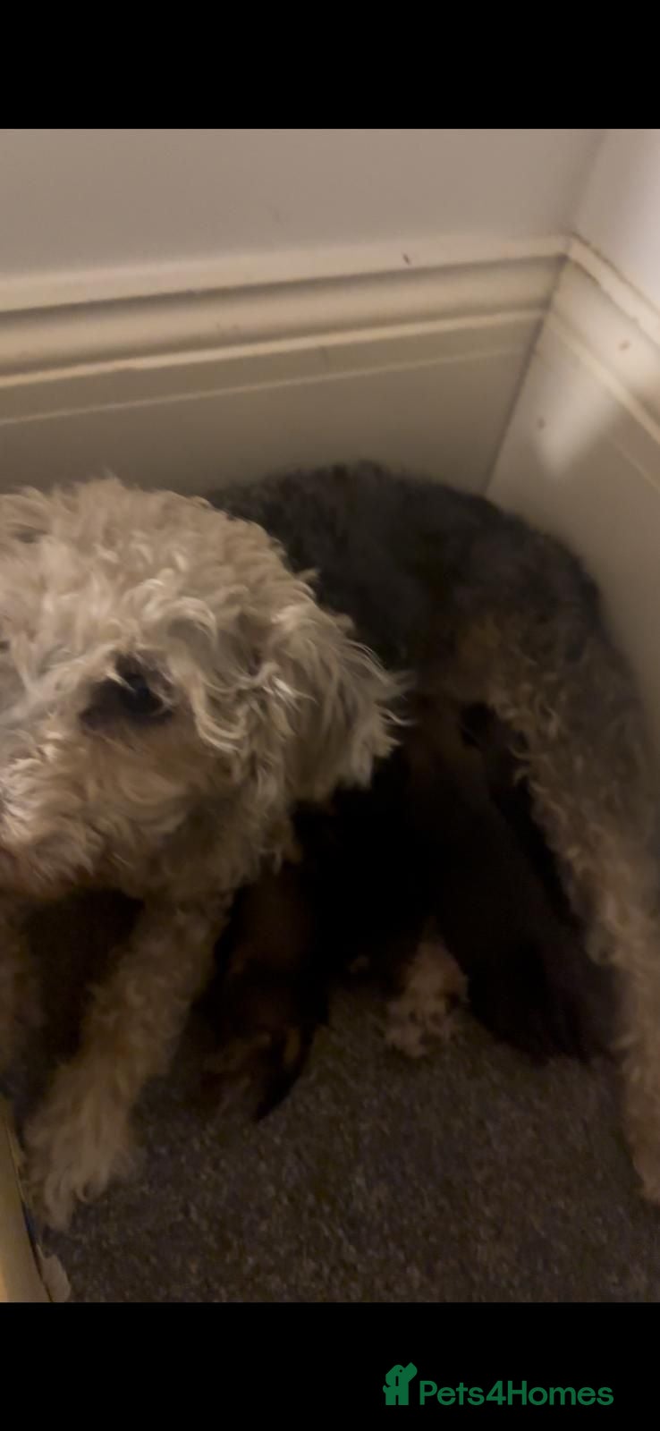 Mixed Breed dogs BORDER TERRIER X BEDLINGTON TERRIER PUPPIES  - Advert 7