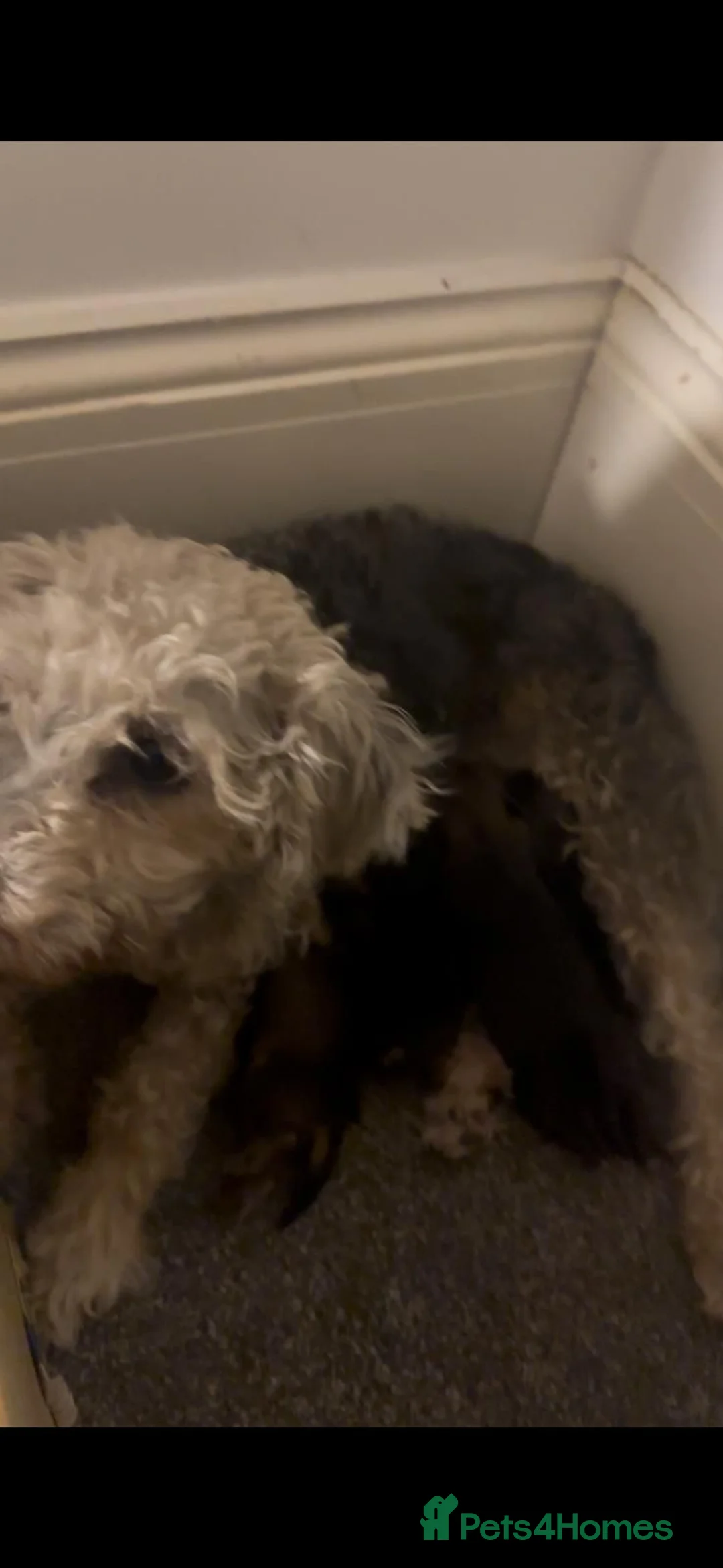 Mixed Breed dogs for sale: BORDER TERRIER X BEDLINGTON TERRIER PUPPIES  in Dewsbury - Advert 1