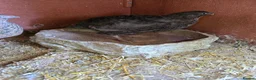 Quail poultry for sale: Coturnix Quail mixed colours, jumbo or celadon - Advert 3