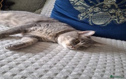 British Shorthair cats for sale: British Shorthair x Ragdoll Cat for Rehoming  - Image 4