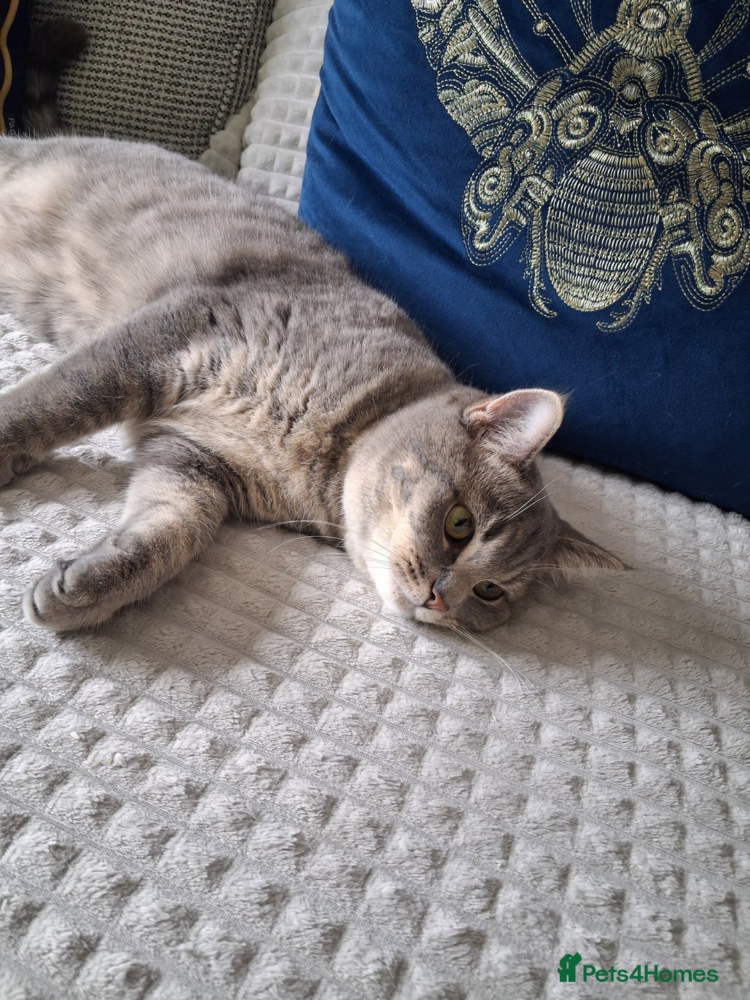British Shorthair cats for sale: British Shorthair x Ragdoll Cat for Rehoming  - Image 4