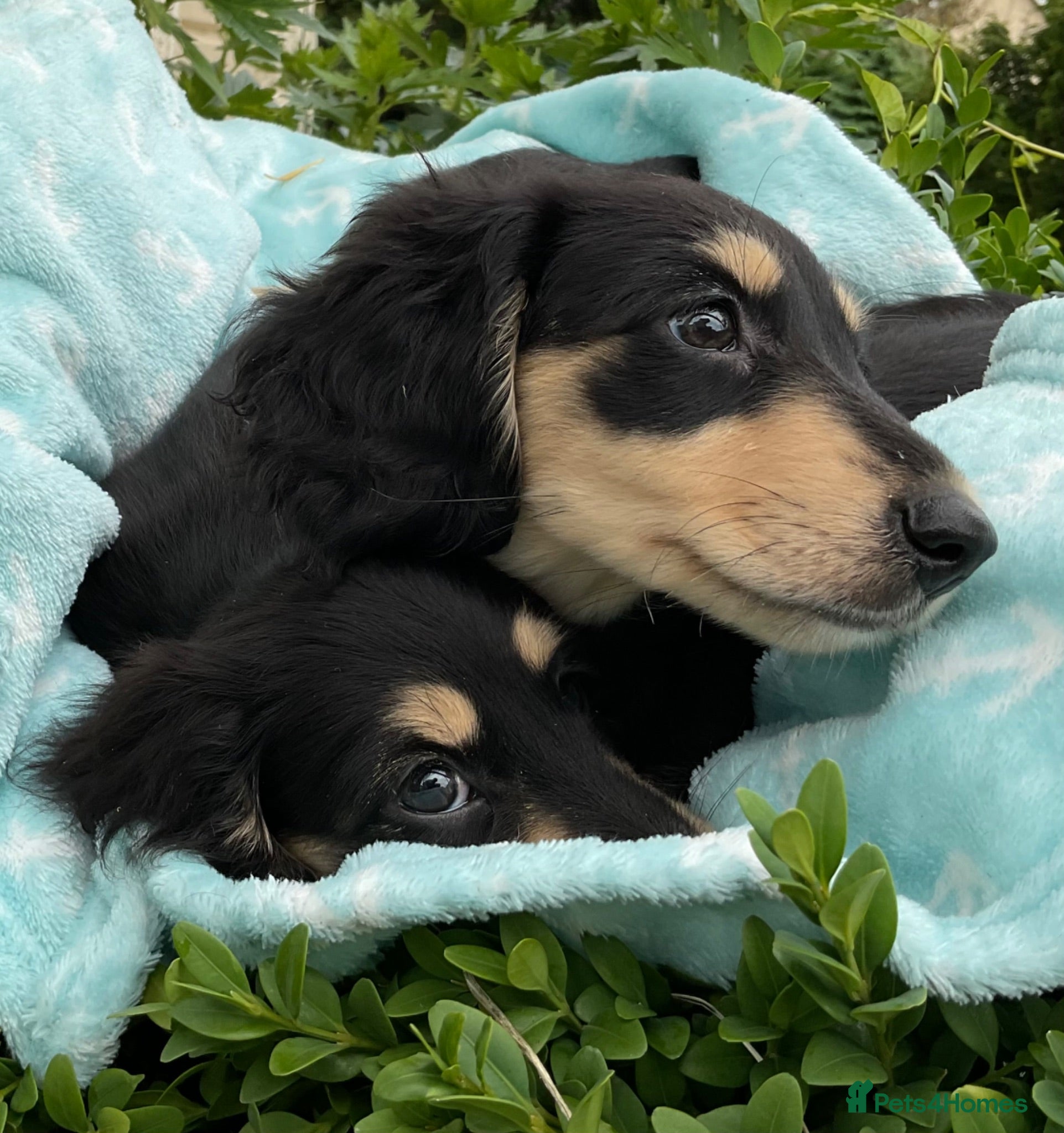 Miniature Dachshund dogs GORGEOUS KC reg PRA CLEAR MINI DACHSHUND PUPPIES - Advert 1