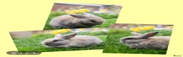 Mini Lop rabbits for sale: ❤️ 5 beautiful mini lop bunnies for sale  - Advert 6