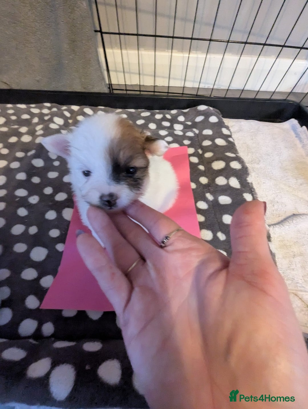 Pomeranian dogs for sale: Beautiful pom puppies - Advert 6