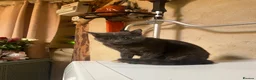 Mixed Breed cats for sale: Beautiful grey cat  - Advert 3