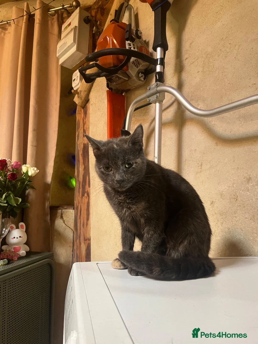 Mixed Breed cats for sale: Beautiful grey cat  - Advert 3
