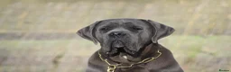 Cane Corso dogs for sale: Cane Corso Puppies | Elite Bloodline | 86kg Sire - Advert 5