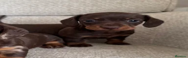 Miniature Dachshund Puppy 2 choc and tan