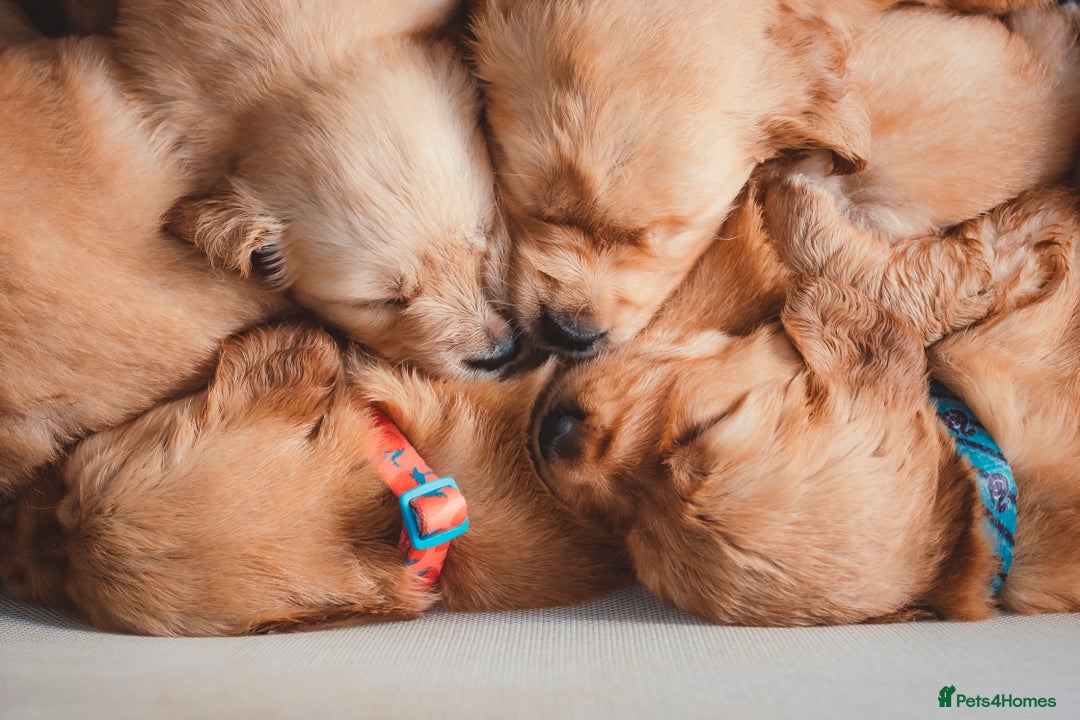 Golden Retriever dogs for sale: Golden Retriever Puppies KC Dad  - Image 35