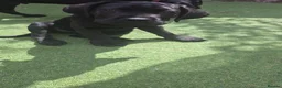 Cane Corso dogs for sale: Last Cane Corso puppy - Advert 5