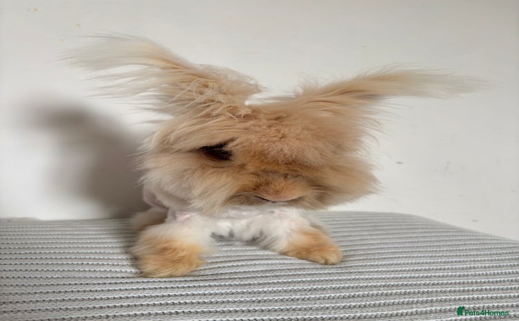 Angora rabbits - Advert 3