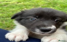 Border Collie dogs for sale: Beautiful border collie puppies  - Image 2