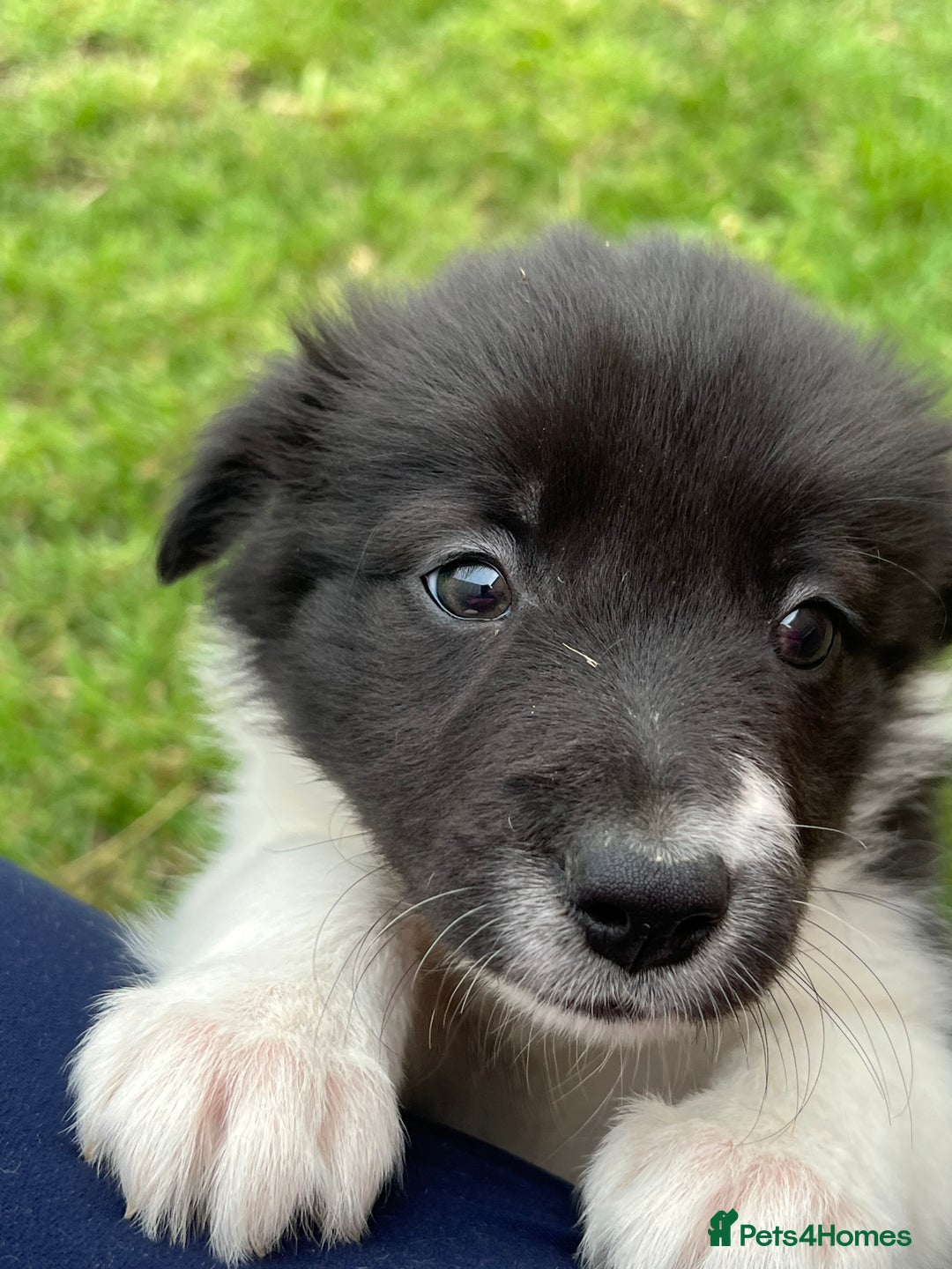 Border Collie dogs for sale: Beautiful border collie puppies  - Image 2