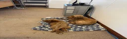 Cockapoo dogs for sale: Fully Vaccinated Ready to leave Red, Cockpoo Male - Advert 6