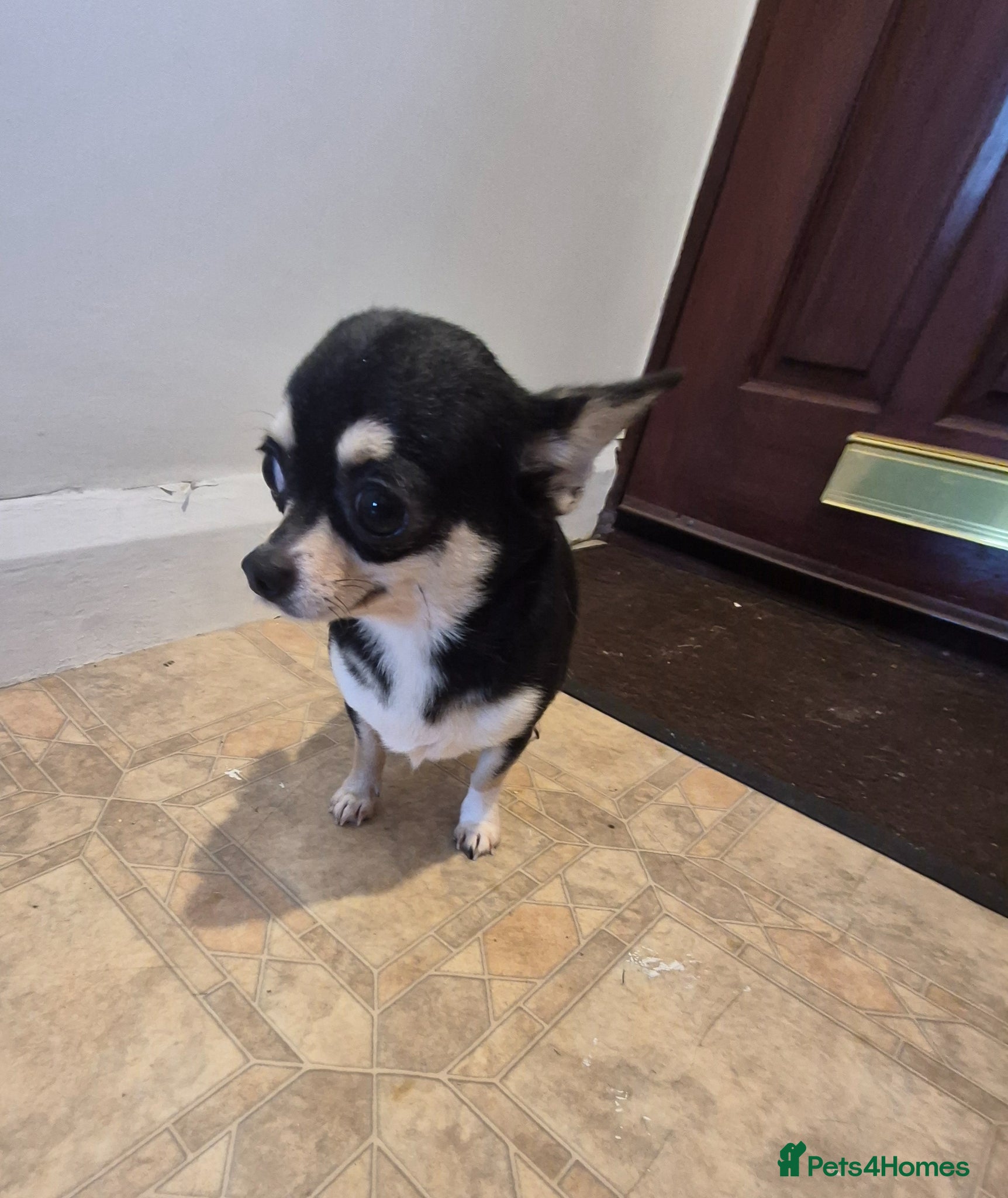 Chihuahua dogs Beautiful black and tan girl  - Advert 3