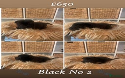 Shar Pei dogs for sale: Shar pei pups 🐶 Rainbow 🌈 litter  - Image 5