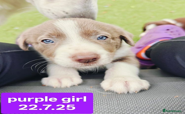 Border Collie dogs - Advert 14
