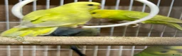 Budgerigars birds for sale: Budgies  - Advert 3