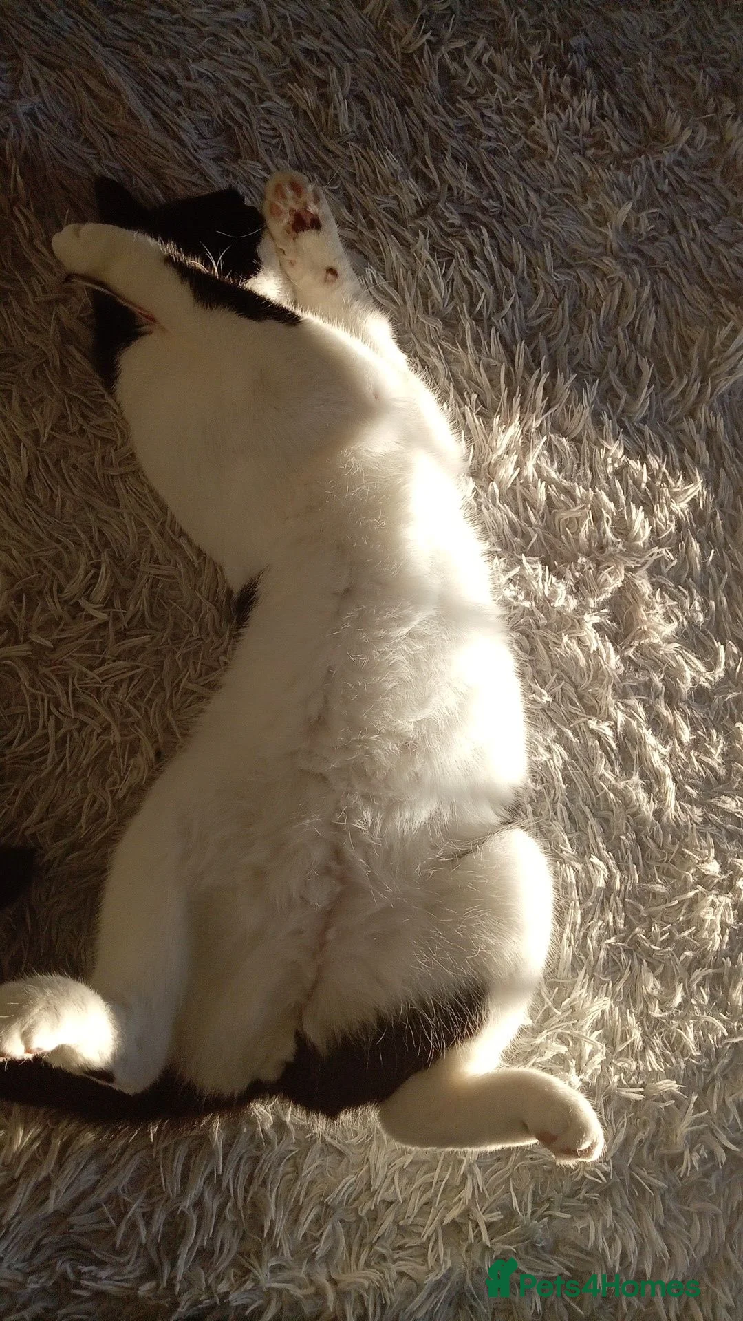 British Shorthair cats for sale: Male cat  in Nottingham - Advert 3