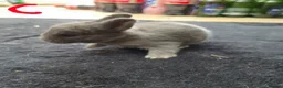 Netherland Dwarf rabbits for sale: Netherlands Dwarf babies  in Hailsham - Advert 10