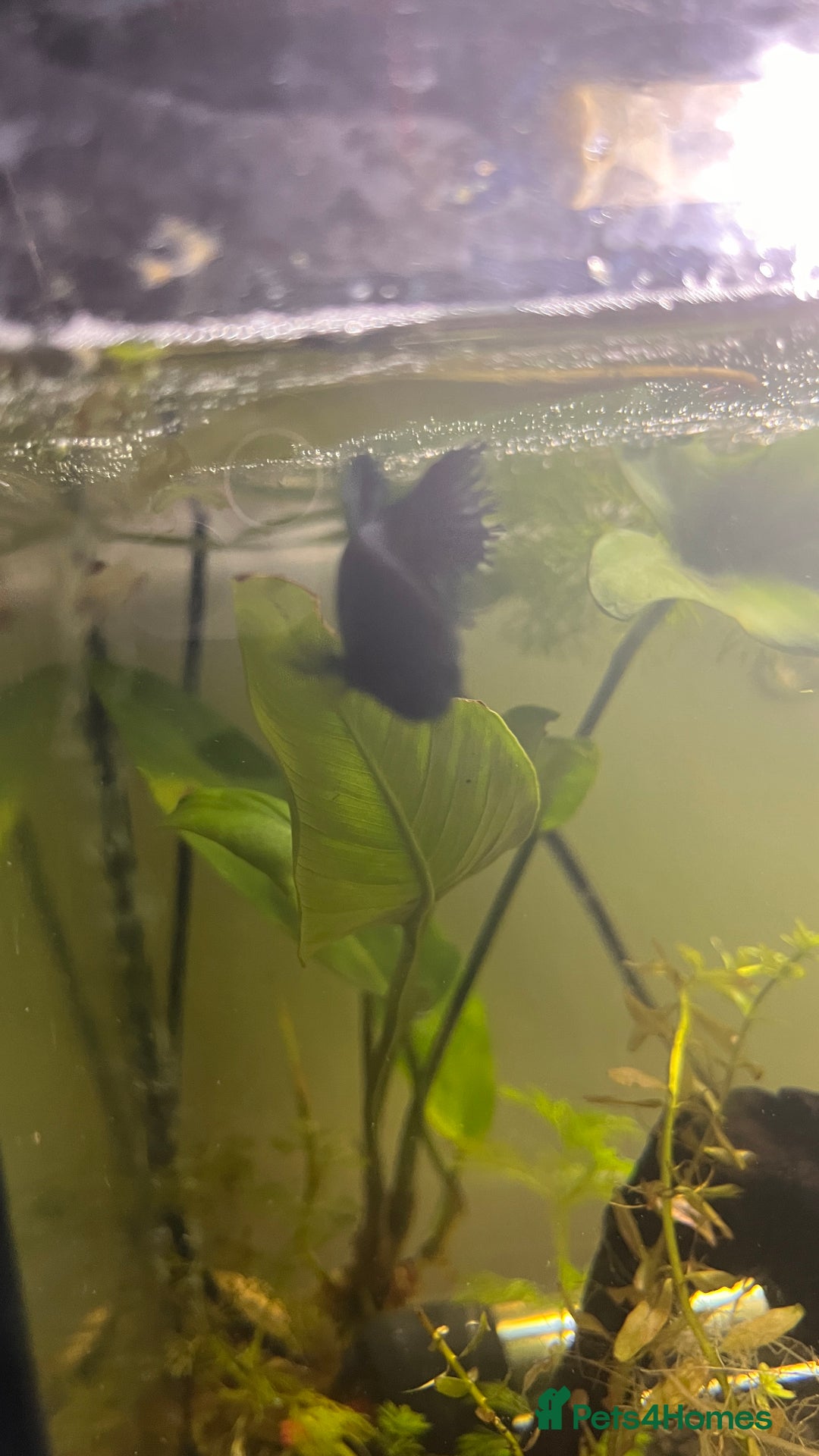 Bettas fish for sale: Female Betta fish looking for a new home  - Advert 3