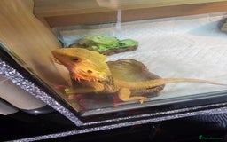 Bearded Dragon reptiles for sale: Breaded dragen  - Image 5