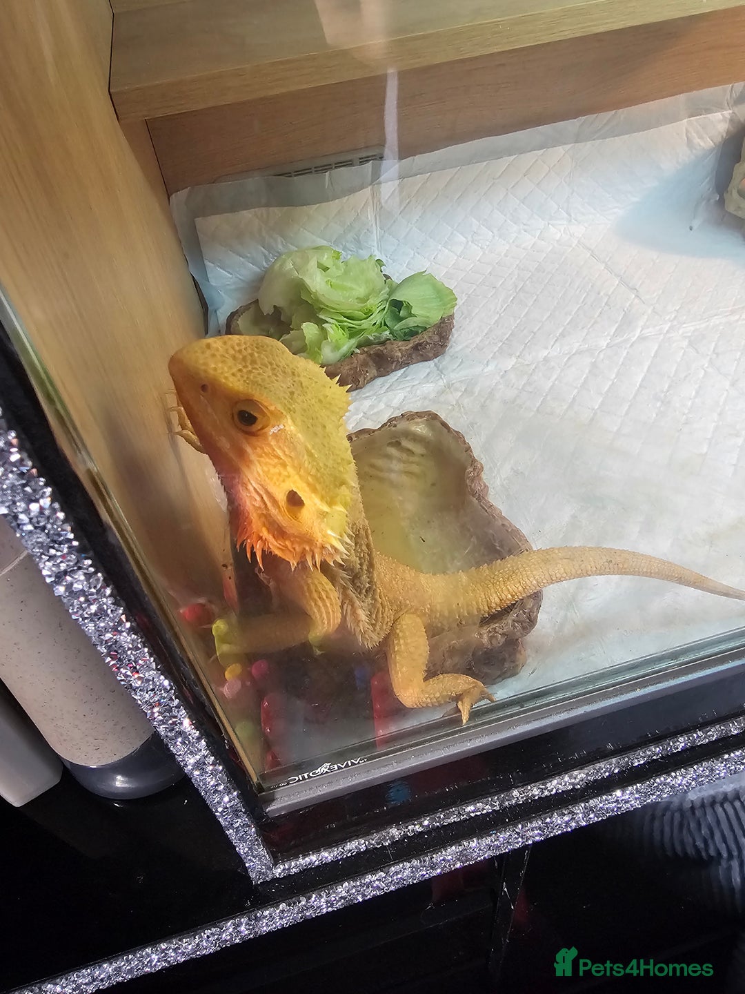 Bearded Dragon reptiles for sale: Breaded dragen  - Image 5