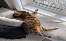 Bengal cats for sale: Meet Bastet – Your New Best Friend! in Slough - Image 9