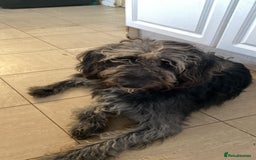 Mixed Breed dogs for sale: Old English sheepdog /border collie/bordoddle  - Image 5