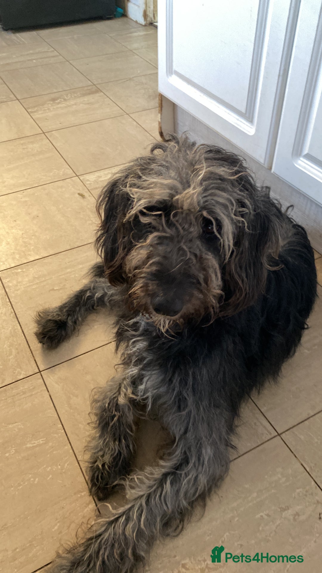 Mixed Breed dogs for sale: Old English sheepdog /border collie/bordoddle  - Image 5
