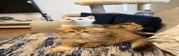 Scottish Fold cats for sale: Scottish Fold Kittens – High Quality . - Advert 1