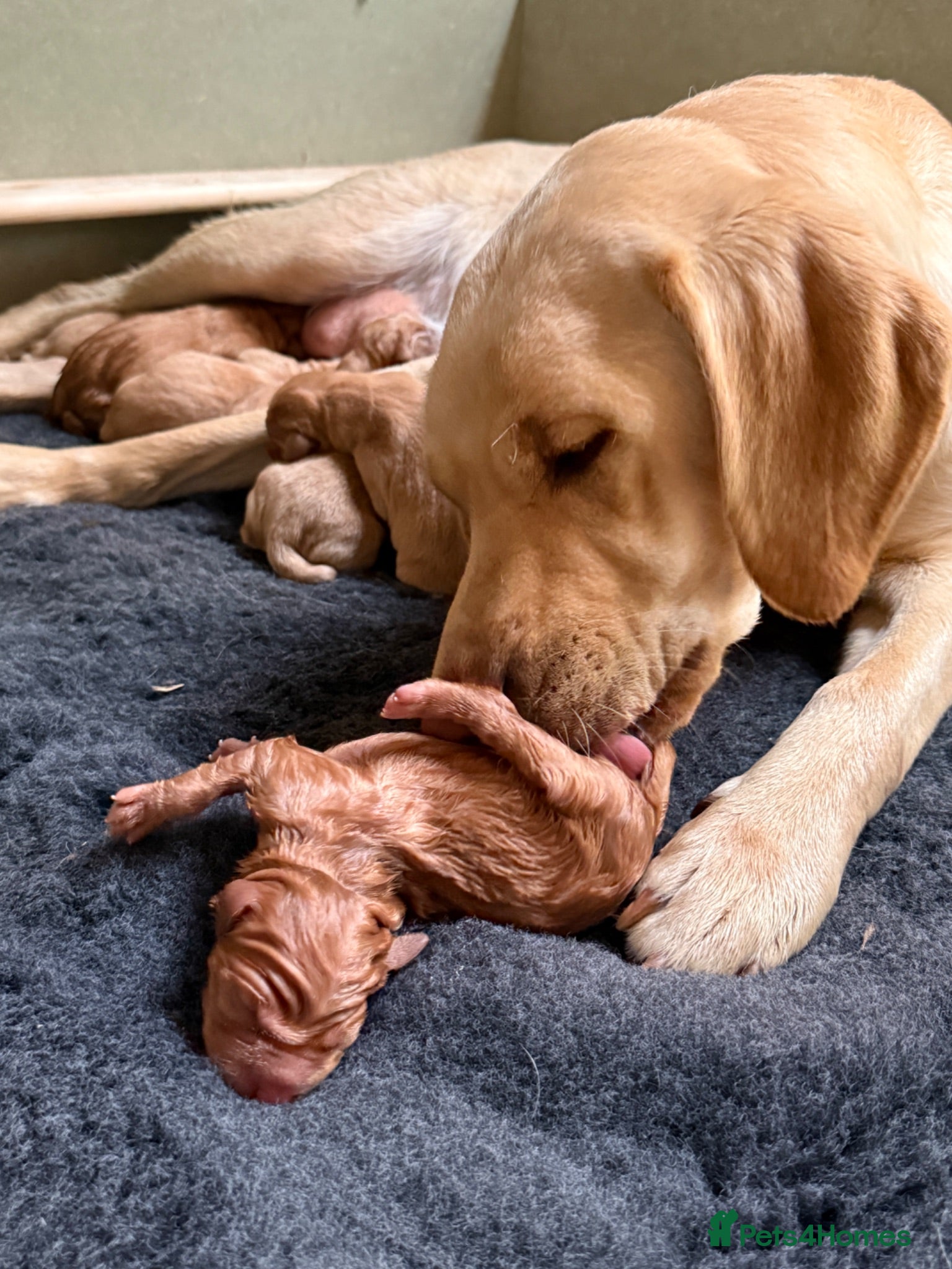Labrador Retriever dogs KC Fox Red & Yellow Labrador Puppies - Advert 2